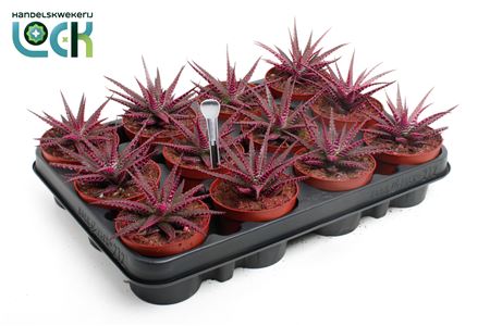 Haworthia Big Band Makeupz Roze