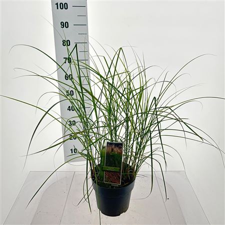 Miscanthus Sin Red Cloud