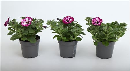 Petunia Royal Sky