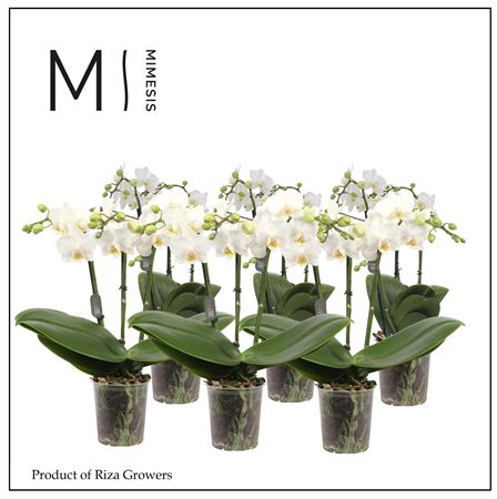 Phal 2st White 20+ Mimesis (orchid Growers)