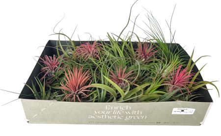 Tillandsia Mix X25