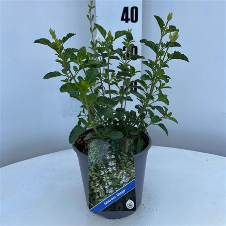 Salvia Microphylla Gletsjer