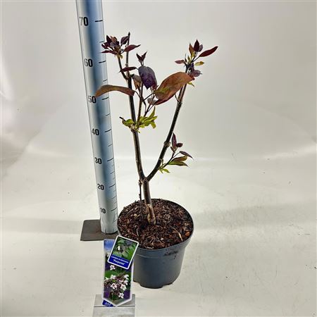 Catalpa Erubescens Purpurea