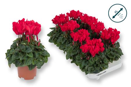 Cyclamen Compact Red