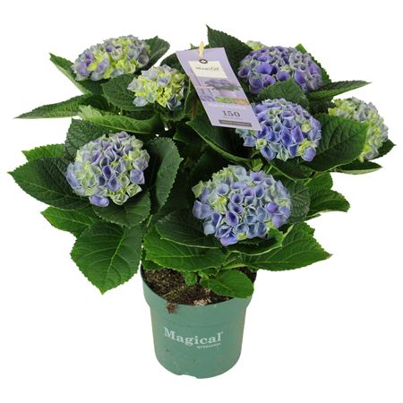 Hydrangea Ma Magical Evolution Blue 7+