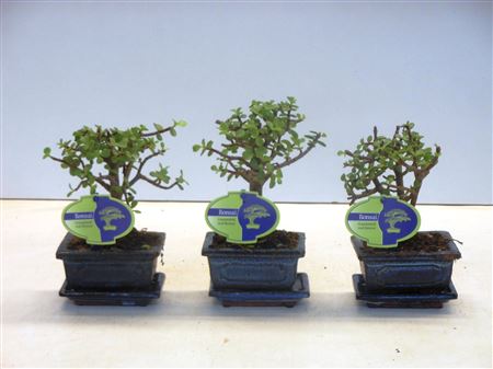 Bonsai Portulacaria Afra, Without
