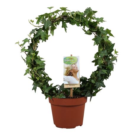 Hedera Helix Green Bow