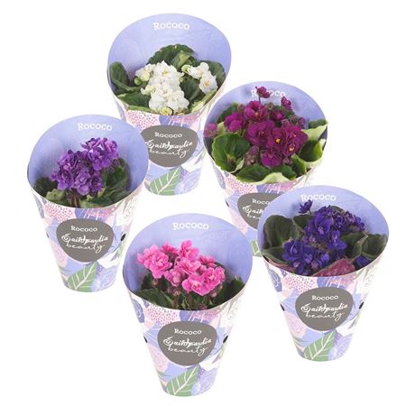 Сенполия Рококо Микс