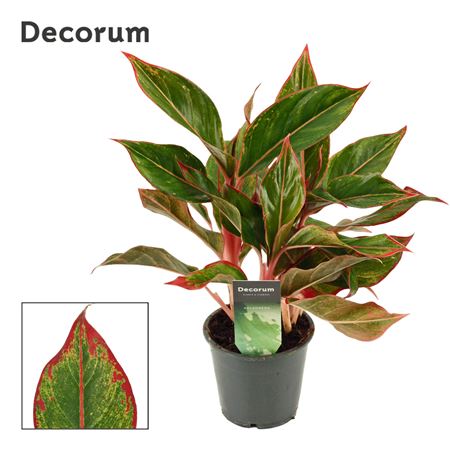 Aglaonema Crete (dec)