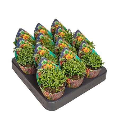 Rhipsalis Cereuscula Potcover