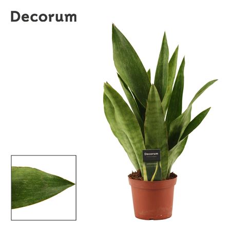 Sansevieria Aubrytiana Graylin (decorum)