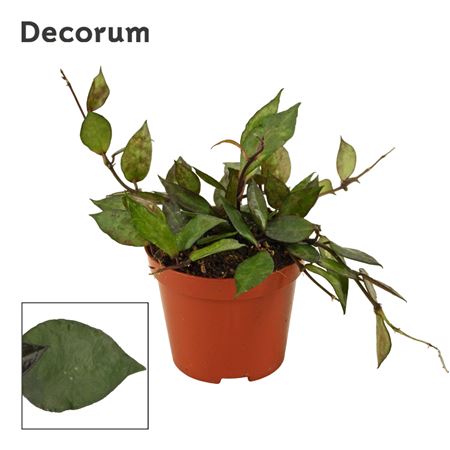 Hoya Kroniana Black Leaves (decorum)