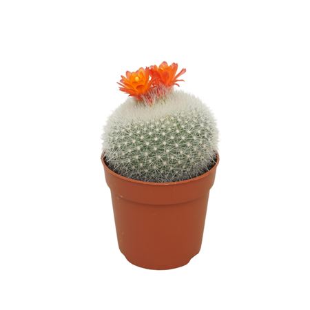 Brasilicactus Haselbergii 7  Bloeiend