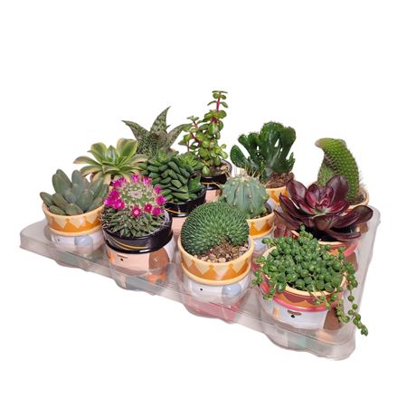 Cactus And Succulent Mix Nutcracker Ceramic