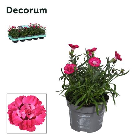 Dianthus Early Love Pink (decorum)