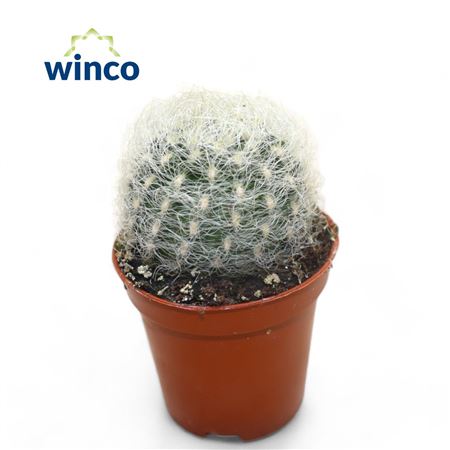 Neoporteria Senilis