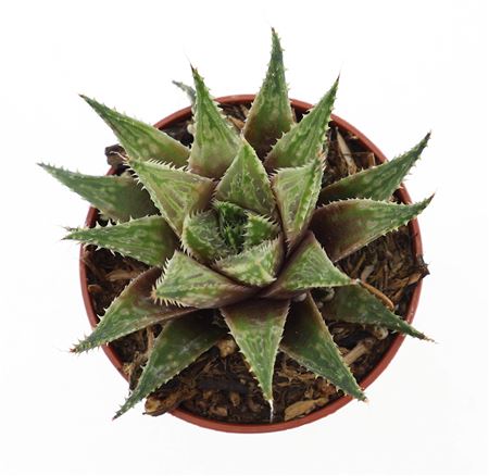 Haworthia Vivaldi
