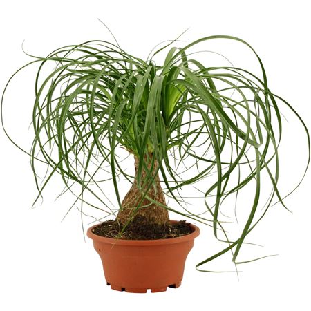 Beaucarnea On Stem Variegated