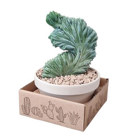 Myrtillocactus Geometrizans Crested
