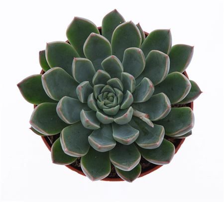 Echeveria Hybrid Sirrah