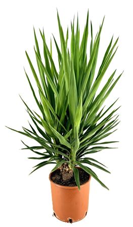 Yucca Elegans