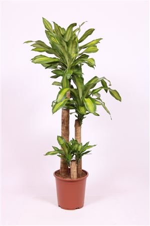 Dracaena Massangeana 90-60-30
