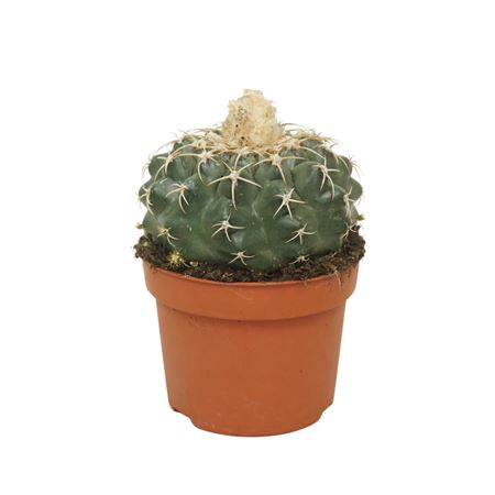 Discocactus Placentiformis