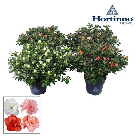 Azalea Hortinno Mix