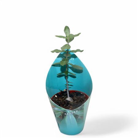 Fockea Edula Sierra Collection