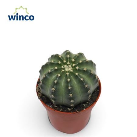 Echinocereus Pulchellus