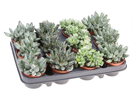 Adromischus Mix