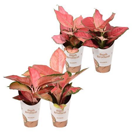 Aglaonema Color Star Mix