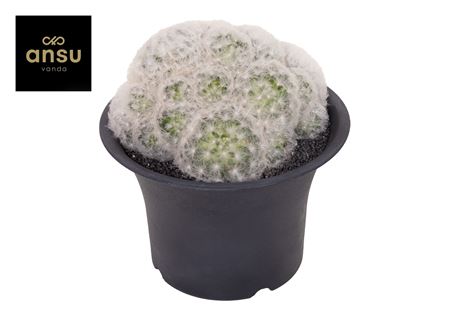 Mammilaria Plumosa Xxxl