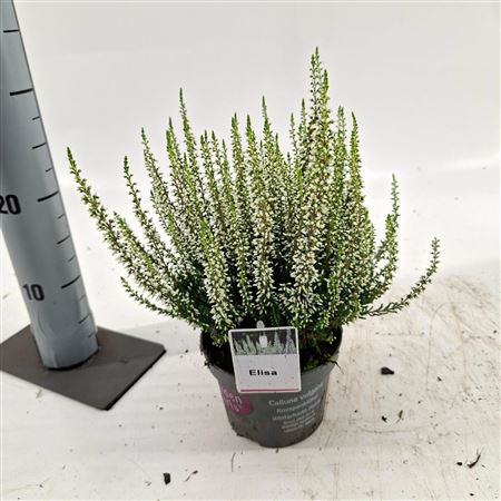 Calluna Gg Elisa