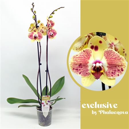 Phal 2st Exotic Punch 18+ (phalaenova)