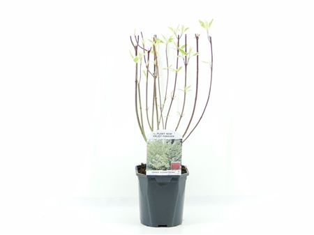 Cornus Alba Elegantissima