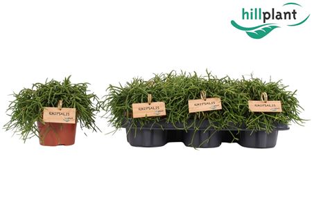 Rhipsalis Oasis