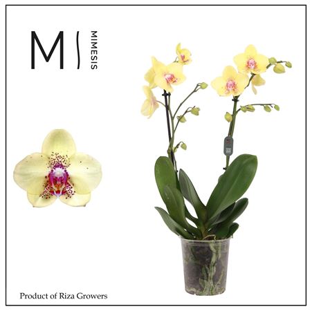 Phal 2st Dragon 22+ Mimesis