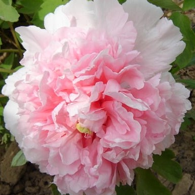 Пион древовидный Букет Розовых Гвоздик в тубе