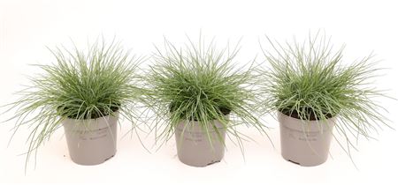 Festuca Glauca Eisvogel