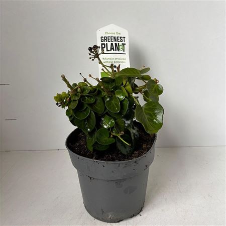 Hedera He Arbori Compact