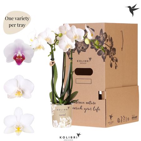 Phal 3st White 3 No Sleeve (ok)