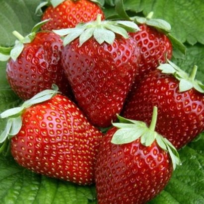 Земляника Магнус