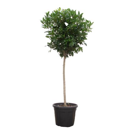 Laurus Nobilis Ball On Stem