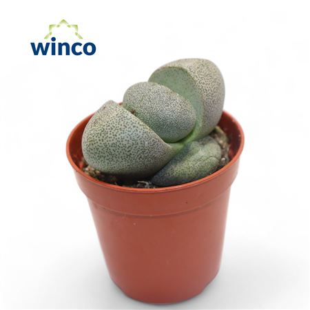 Pleiospilos Nelii