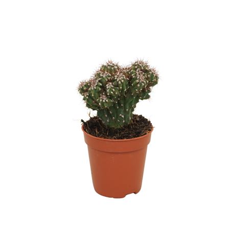 Цереус перуанский `monstrosus`