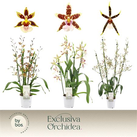 Cambria 4st Mix Exclusiva Orchidea