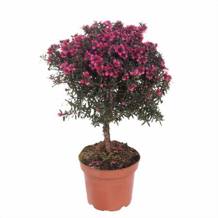 Лептоспермум штамб красный