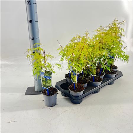 Acer Palm Seiryu
