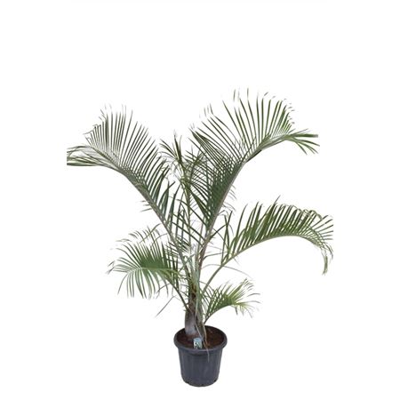 Dypsis Decaryi